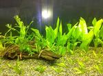 水槽中左の水草